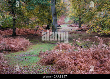 Neuen Wald, Bäume und Adlerfarn mit Farben des Herbstes, Hampshire, England, UK. Stockfoto