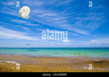 Parasail Flügel über türkisfarbenem Wasser der Sargassosee fliegen, sargassum Algen im Vordergrund auf der Oberfläche des Meeres, Punta Cana, Dominikanische Republik Stockfoto