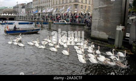 Hamburg, Deutschland. Nov, 2019 19. Olaf Nieß, Hamburg schwan Vater, treibt die Alster Schwäne zusammen mit einem Boot vor dem Rathaus Schleuse. Die Alster Schwäne ziehen in ihre Winterquartiere Credit: Axel Heimken/dpa/Alamy leben Nachrichten Stockfoto