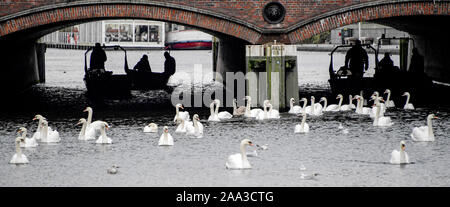 Hamburg, Deutschland. Nov, 2019 19. Olaf Nieß, Hamburgs's Swan Vater und seine Mitarbeiter die Alster Schwäne und Boote vor dem Rathaus Schleuse. Die Alster Schwäne ziehen in ihre Winterquartiere Credit: Axel Heimken/dpa/Alamy leben Nachrichten Stockfoto