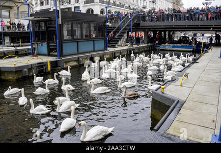 Hamburg, Deutschland. Nov, 2019 19. Alster Schwäne wurden im Rathaus Schleuse abgerundet. Die Alster Schwäne ziehen in ihre Winterquartiere. Quelle: Axel Heimken/dpa/Alamy leben Nachrichten Stockfoto