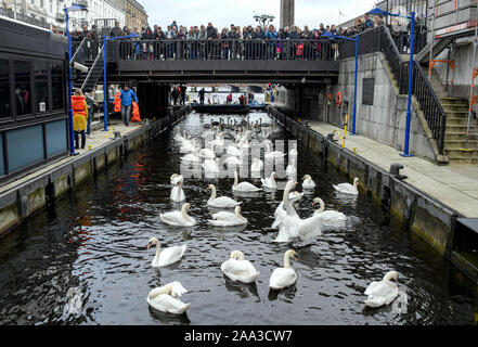 Hamburg, Deutschland. Nov, 2019 19. Alster Schwäne wurden im Rathaus Schleuse abgerundet. Die Alster Schwäne ziehen in ihre Winterquartiere. Quelle: Axel Heimken/dpa/Alamy leben Nachrichten Stockfoto