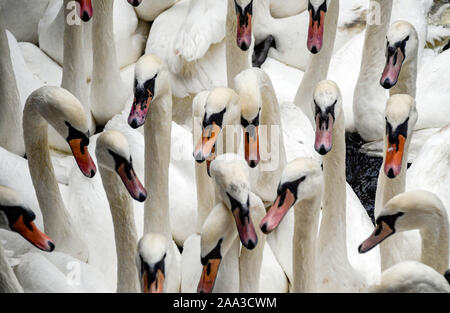 Hamburg, Deutschland. Nov, 2019 19. Alster Schwäne wurden im Rathaus Schleuse abgerundet. Die Alster Schwäne ziehen in ihre Winterquartiere. Quelle: Axel Heimken/dpa/Alamy leben Nachrichten Stockfoto