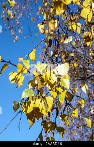 Silber Birke Betula pendula Blätter im Herbst Stockfoto