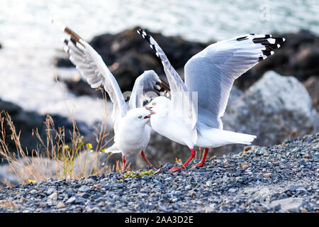 Zwei rote Billed gull Männer kämpften Dominanz beissen sich gegenseitig mit breiten Flügeln auf Ozean Küste in Wellington zu zeigen. Stockfoto