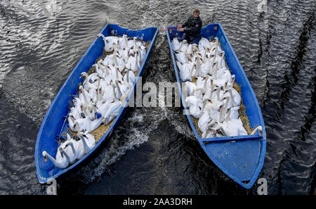 Hamburg, Deutschland. Nov, 2019 19. Olaf Nieß, Hamburg Schwan - Vater, bringt die Alster Schwäne, die aufgerundet wurden und festgezurrt, die in das Rathaus Schleuse, in ihre Winterquartiere im Boot. Quelle: Axel Heimken/dpa/Alamy leben Nachrichten Stockfoto