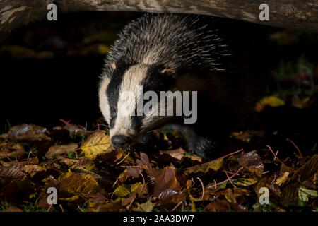 Nahaufnahme des feuchten städtischen Dachs in Großbritannien (Meles meles), der nachts isoliert auf der Nahrungssuche im herbstlichen Laub im dunklen Garten war. Stockfoto