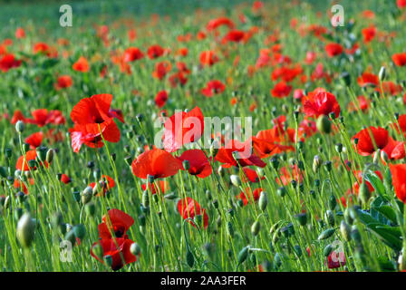 Mohnfeld in der Nähe von Marlow in Buckinghamshire Stockfoto