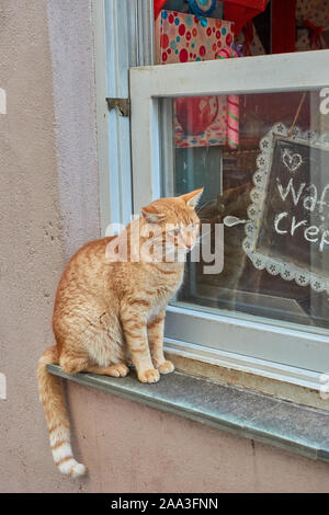 Verdächtige Katze, stehend auf einem Fensterrahmen während der Weihnachtszeit in der alten Stadt von Monemvasia, Griechenland Stockfoto