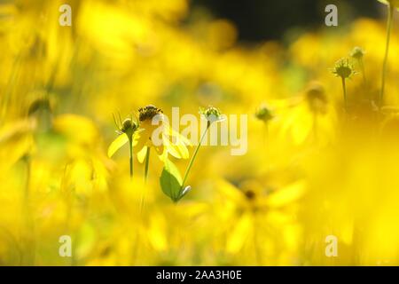 Nahaufnahme des Cutleaf Coneflower (Rudbeckia baumannii) in der Sonne. Stockfoto