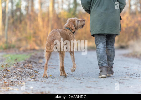 Alte Magyar Vizsla 13 Jahre alt. Weibliche Hundeführer ist Laufen mit Ihrem odedient alter Hund auf der Straße in einem Wald im Herbst Stockfoto