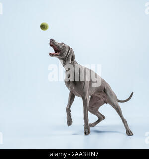 Ghost Runner. Weimaraner Hund spielt mit Ball und Springen. Süße verspielte Grau doggy oder pet-verspielten Fang Spielzeug auf blauem Hintergrund isoliert. Konzept der Bewegung, Aktion, Bewegung, Haustiere lieben. Stockfoto