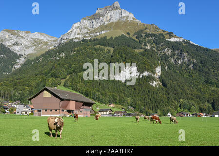 Ländliche Landschaft mit Kühen in Engelberg in den Schweizer Alpen Stockfoto