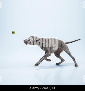 Ghost Runner. Weimaraner Hund spielt mit Ball und Springen. Süße verspielte Grau doggy oder pet-verspielten Fang Spielzeug auf blauem Hintergrund isoliert. Konzept der Bewegung, Aktion, Bewegung, Haustiere lieben. Stockfoto