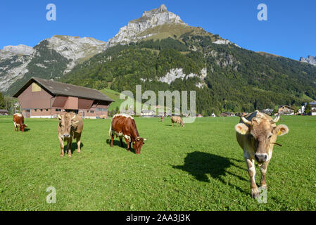 Ländliche Landschaft mit Kühen in Engelberg in den Schweizer Alpen Stockfoto