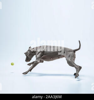 Ghost Runner. Weimaraner Hund spielt mit Ball und Springen. Süße verspielte Grau doggy oder pet-verspielten Fang Spielzeug auf blauem Hintergrund isoliert. Konzept der Bewegung, Aktion, Bewegung, Haustiere lieben. Stockfoto