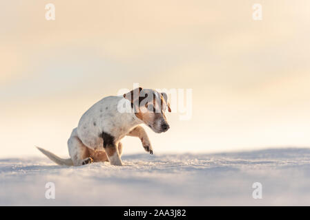 12 Jahre eingefroren Jack Russell Terrier Hund ist zu Fuß über eine verschneite Wiese im Winter. Kleiner Hund hat kalte Füße. Stockfoto