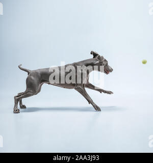 Ghost Runner. Weimaraner Hund spielt mit Ball und Springen. Süße verspielte Grau doggy oder pet-verspielten Fang Spielzeug auf blauem Hintergrund isoliert. Konzept der Bewegung, Aktion, Bewegung, Haustiere lieben. Stockfoto