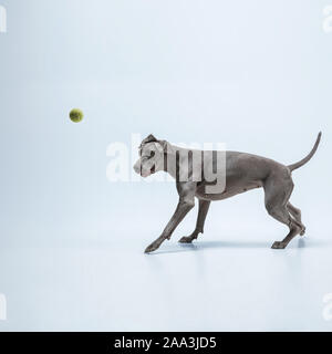 Ghost Runner. Weimaraner Hund spielt mit Ball und Springen. Süße verspielte Grau doggy oder pet-verspielten Fang Spielzeug auf blauem Hintergrund isoliert. Konzept der Bewegung, Aktion, Bewegung, Haustiere lieben. Stockfoto