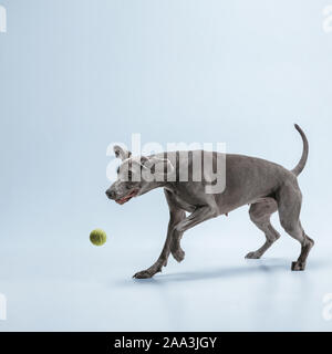 Ghost Runner. Weimaraner Hund spielt mit Ball und Springen. Süße verspielte Grau doggy oder pet-verspielten Fang Spielzeug auf blauem Hintergrund isoliert. Konzept der Bewegung, Aktion, Bewegung, Haustiere lieben. Stockfoto