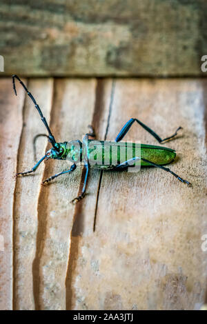 Makro Nahaufnahme eines glänzenden grünen Spanische Fliege Käfer (lytta Vesicatoria) sitzen auf einer Holzplatte in einem italienischen Wald in der Nähe von Belluno Stockfoto