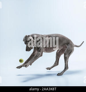 Ghost Runner. Weimaraner Hund spielt mit Ball und Springen. Süße verspielte Grau doggy oder pet-verspielten Fang Spielzeug auf blauem Hintergrund isoliert. Konzept der Bewegung, Aktion, Bewegung, Haustiere lieben. Stockfoto