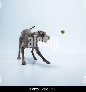 Ghost Runner. Weimaraner Hund spielt mit Ball und Springen. Süße verspielte Grau doggy oder pet-verspielten Fang Spielzeug auf blauem Hintergrund isoliert. Konzept der Bewegung, Aktion, Bewegung, Haustiere lieben. Stockfoto