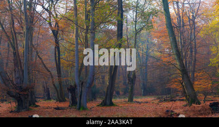 Herbst Farbe in Epping Forest Stockfoto