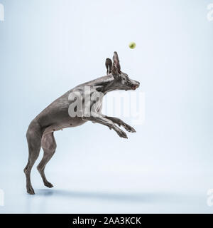 Ghost Runner. Weimaraner Hund spielt mit Ball und Springen. Süße verspielte Grau doggy oder pet-verspielten Fang Spielzeug auf blauem Hintergrund isoliert. Konzept der Bewegung, Aktion, Bewegung, Haustiere lieben. Stockfoto