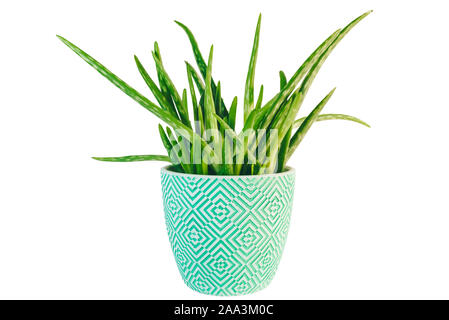 Topfpflanzen frisch grün Aloe Vera Pflanze auf weißem Hintergrund Stockfoto