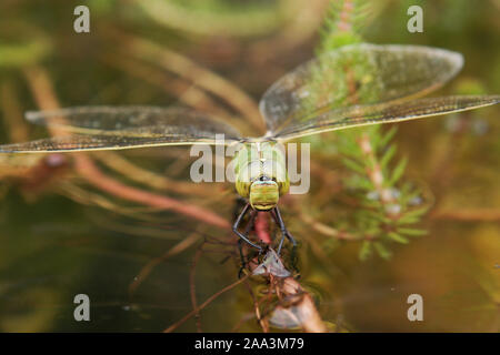 Southern Hawker Dragonfly (Aeshna cyanea) Eier in einem Teich, England, Vereinigtes Königreich Stockfoto