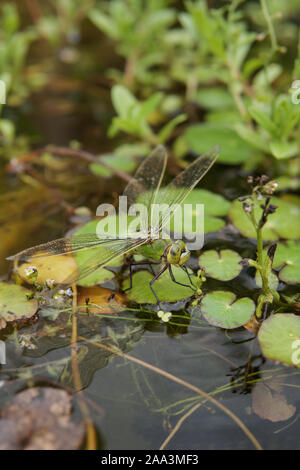 Southern Hawker Dragonfly (Aeshna cyanea) Eier in einem Teich, England, Vereinigtes Königreich Stockfoto
