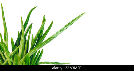 In der Nähe von frischem Grün Aloe Vera Pflanze Teil gegen den weißen Hintergrund Stockfoto