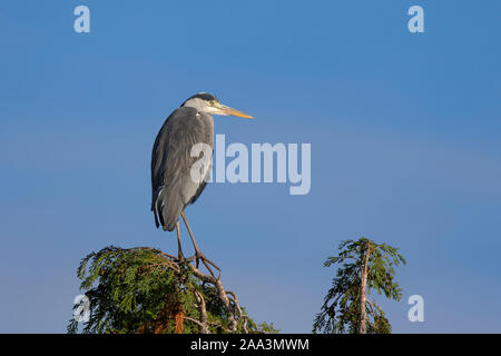 Isolierte Graureiher (Ardea cinerea) noch stehende Statue - wie am Morgen, Herbst Sonne, hoch oben im Himmel auf Leylandii Baumkronen. Stockfoto