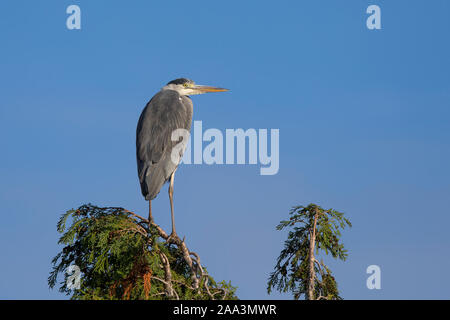 Isolierte Graureiher (Ardea cinerea) noch stehende Statue - wie am Morgen, Herbst Sonne, hoch oben im Himmel auf Leylandii Baumkronen. Stockfoto