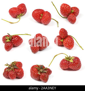 Neun hässliche organische Erbstück home Erdbeeren auf weißem Hintergrund gewachsen. Stockfoto