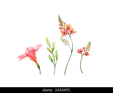 Aquarell Reihe transparenter Hibiskus Blume, freesie und Blätter. Bunten tropischen Sammlung auf Weiß isoliert. Botanische floral Illustration für Stockfoto