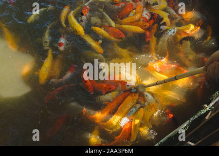 Koi Karpfen Fisch zu essen Stockfoto