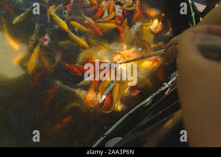 Koi Karpfen Fisch zu essen Stockfoto