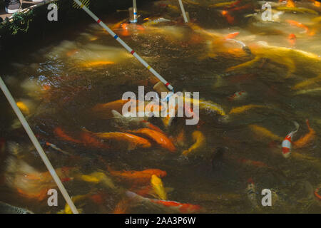 Koi Karpfen Fisch zu essen Stockfoto