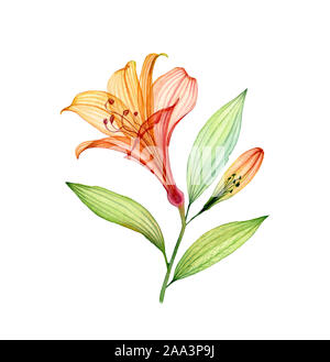 Aquarell transparente Lily. Tropische Blume mit kleinen Bud isoliert auf Weiss. Botanische floral Illustration für Hochzeit Design, Kosmetik Stockfoto
