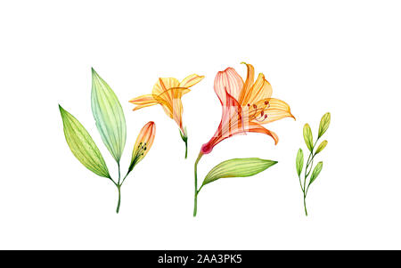 Aquarell set transparent Yellow Hibiscus Flower, Lily und Blätter. Bunten tropischen Sammlung auf Weiß isoliert. Botanische floraler Abbildung Stockfoto