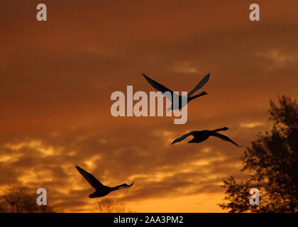 Drei Singschwänen im Flug bei Sonnenuntergang, Druskininkai, Litauen Stockfoto