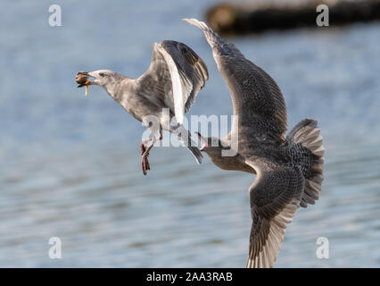 Zwei Möwen im Flug Kampf um Nahrung, Vancouver Island, British Columbia, Kanada Stockfoto