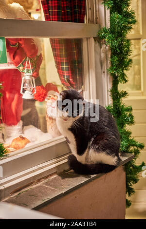 Verdächtige Katze, stehend auf einem Fensterrahmen während der Weihnachtszeit in der alten Stadt von Monemvasia, Griechenland Stockfoto