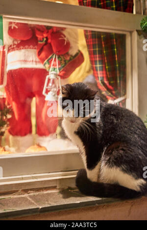 Verdächtige Katze, stehend auf einem Fensterrahmen während der Weihnachtszeit in der alten Stadt von Monemvasia, Griechenland Stockfoto