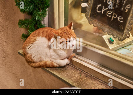 Verdächtige Katze, stehend auf einem Fensterrahmen während der Weihnachtszeit in der alten Stadt von Monemvasia, Griechenland Stockfoto