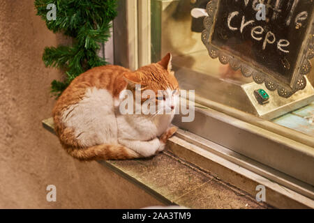 Verdächtige Katze, stehend auf einem Fensterrahmen während der Weihnachtszeit in der alten Stadt von Monemvasia, Griechenland Stockfoto