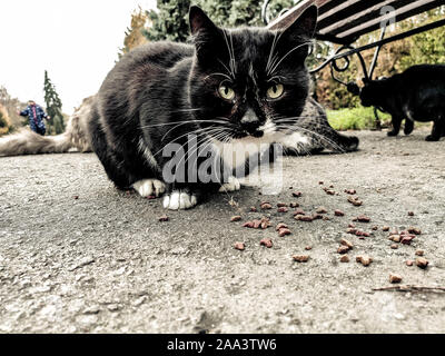 Street black cat in die Kamera schaut. Hilfe streunende Tiere, füttern. Stockfoto