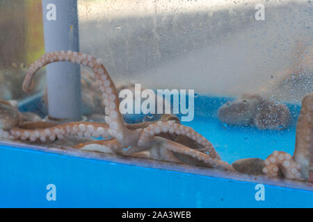 Kraken in einem Aquarium in einem Restaurant zum Verkauf. Auf offene Blende Geschossen, auf tentakeln konzentrieren. Sauger auf den Tentakeln einer Krake. Stockfoto